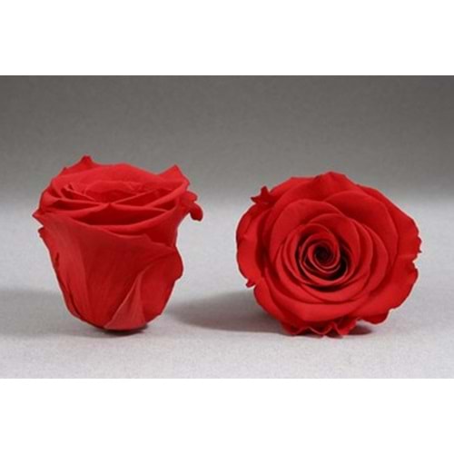 MANOR HOME MNR-IS001 SOLMAYAN GÜL (VAZO İÇİN) *144