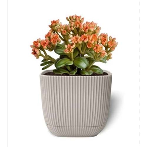 KARASU KRS384 4 NO MERCAN KARE SAKSI *12